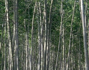 供應(yīng)綠景苗圃供應(yīng)喬木白毛楊 綠景苗木花卉基地 火炬 法桐千頭椿 速生楊 毛白楊 沙地柏 云杉 松柏等等