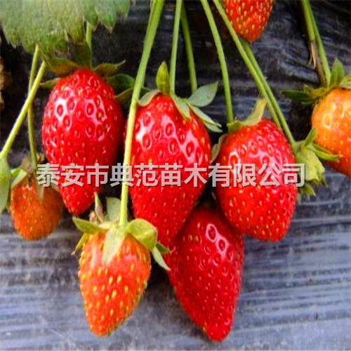 【法蘭地草莓苗多少錢一株法蘭地草莓苗品種介紹】-